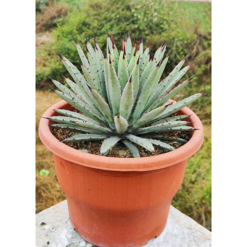 Agave Macroacantha