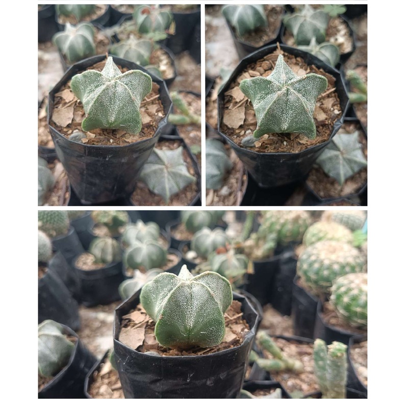 Cactus Astrophytum Myrostigma
(Bishop’s Hat)