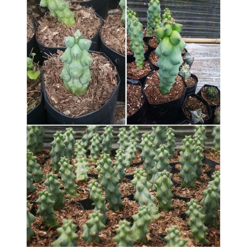 Cactus Blue Boob Cactus ( Bare root )