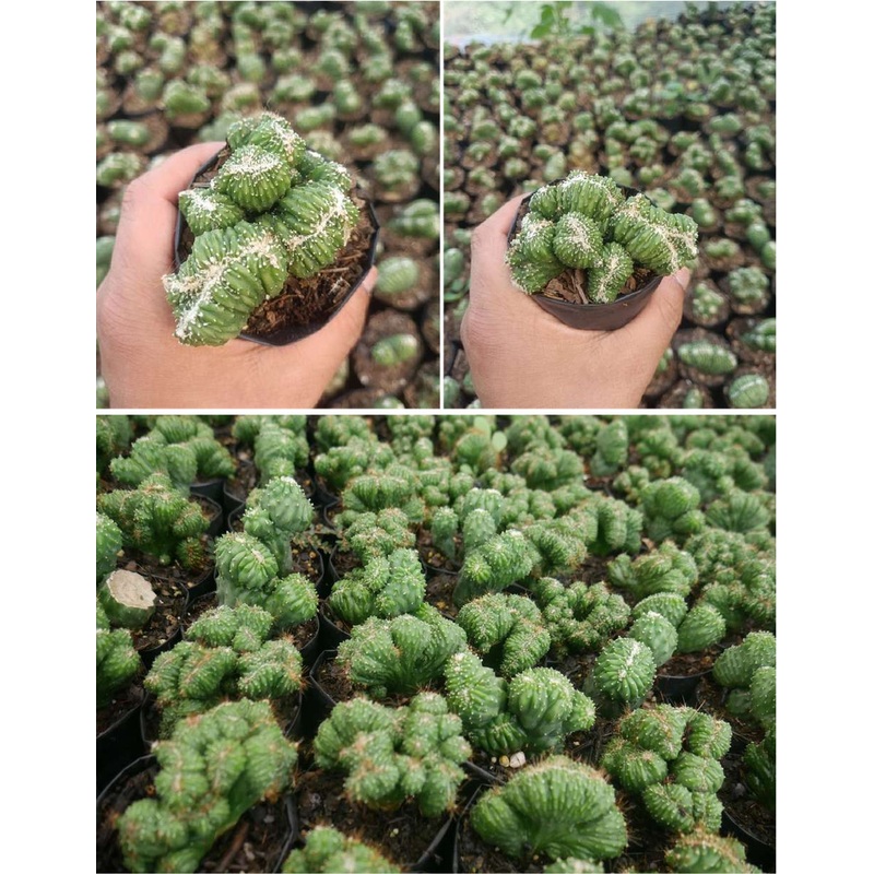 Cactus Cereus ‘Ming Thing