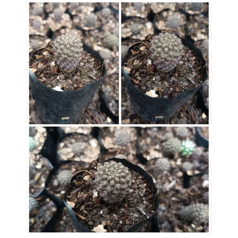 Cactus Copiapoa Cactus