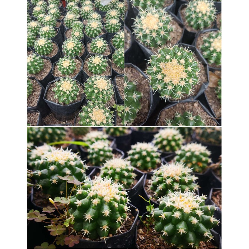 Cactus Echino Curvy Spines Cactus