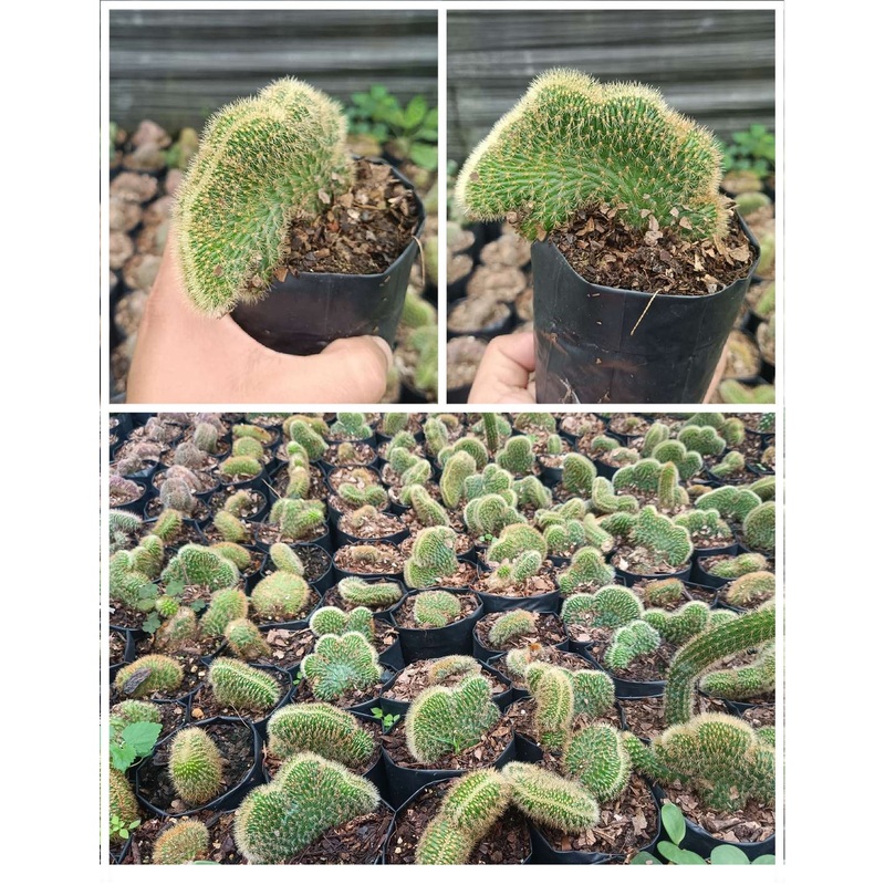 Cactus Echinopsis Eyriesii Crestato