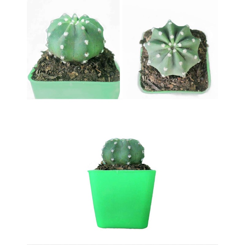 Cactus Echinopsis Subdenudata