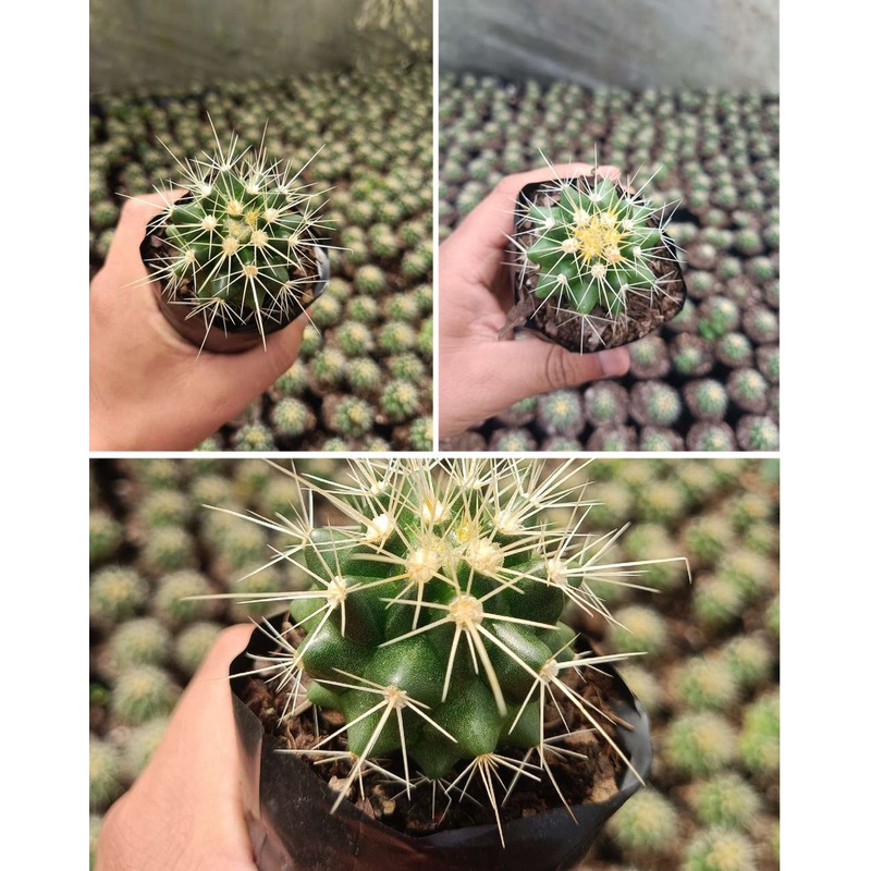 Cactus Golden Barrel Cactus