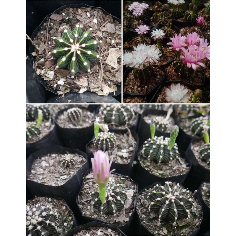 Cactus Gymnocalycium LB Cactus