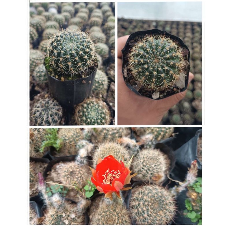 Cactus Lobivia Sunrise