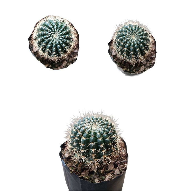 Cactus Lobivia Sunrise Hybrid
