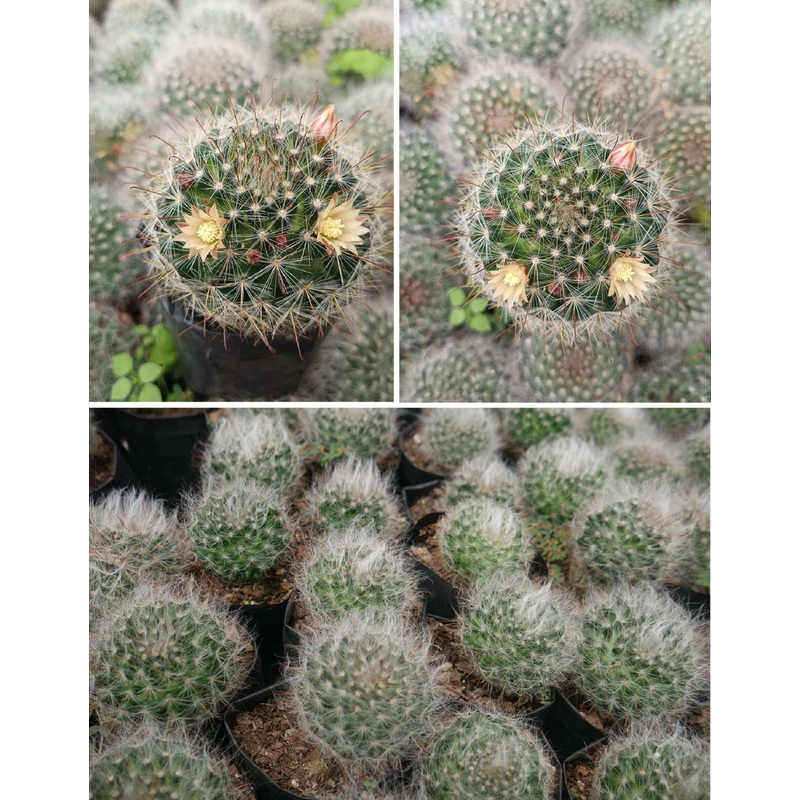 Cactus Mammillaria Bocasana