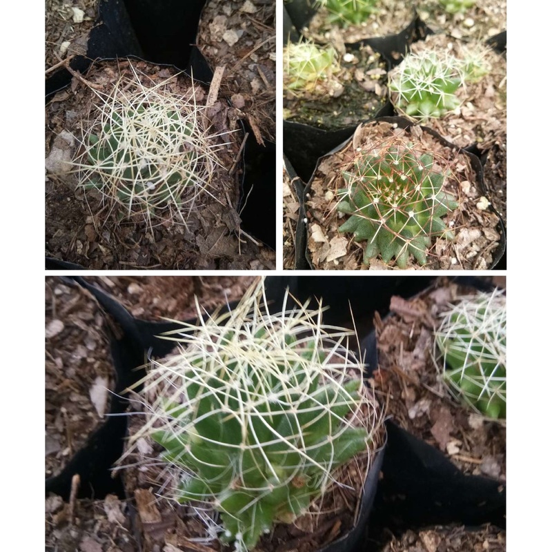 Cactus Mammillaria Decipiens
(Bird’s Nest Cactus)