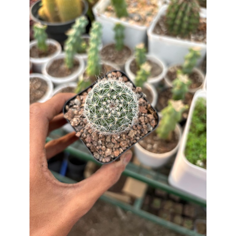 Cactus Mammillaria Hahniana (old lady)