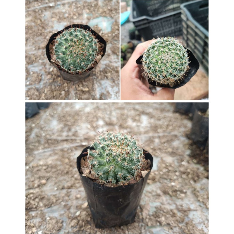 Cactus Mammillaria Hybrid Bocasana