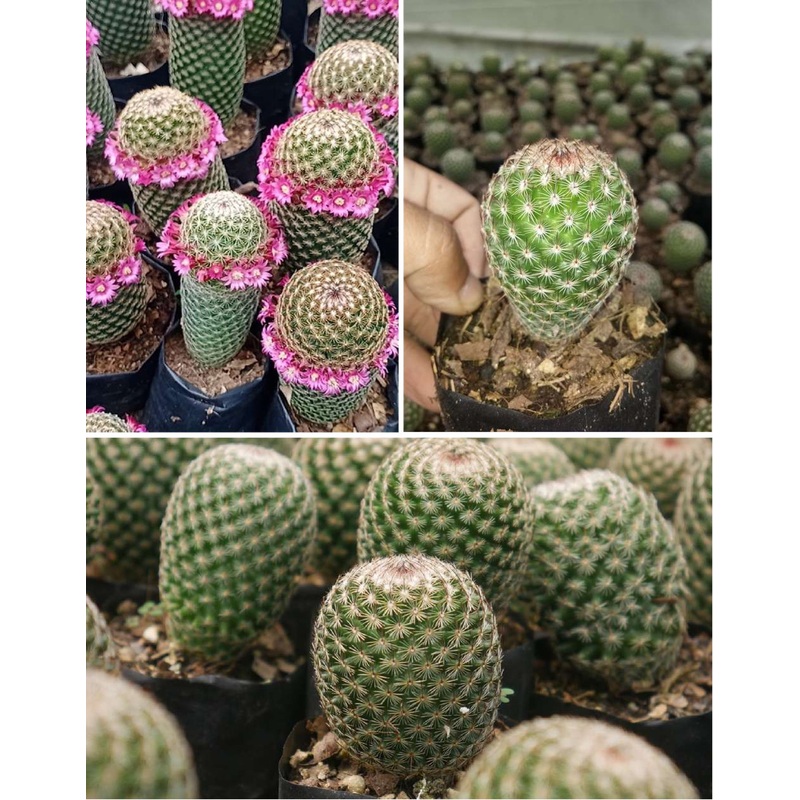 Cactus Mammillaria Matudae