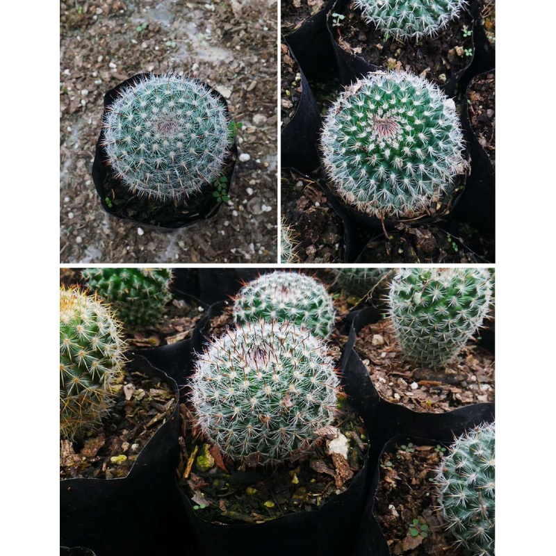 Cactus Mammillaria Microthele