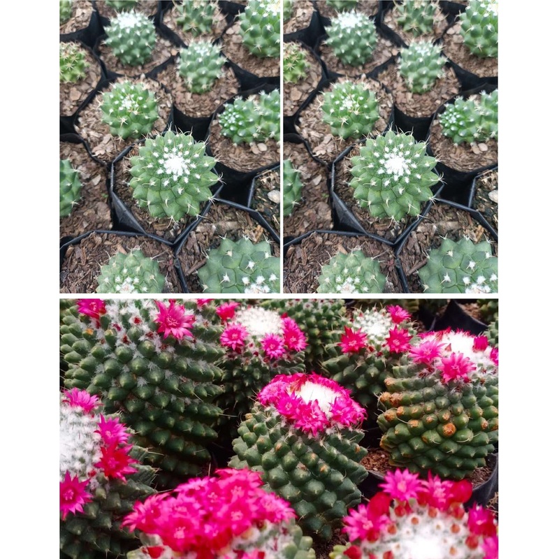 Cactus Mammillaria Polythele