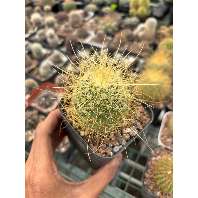 Cactus Mammillaria Pringlei