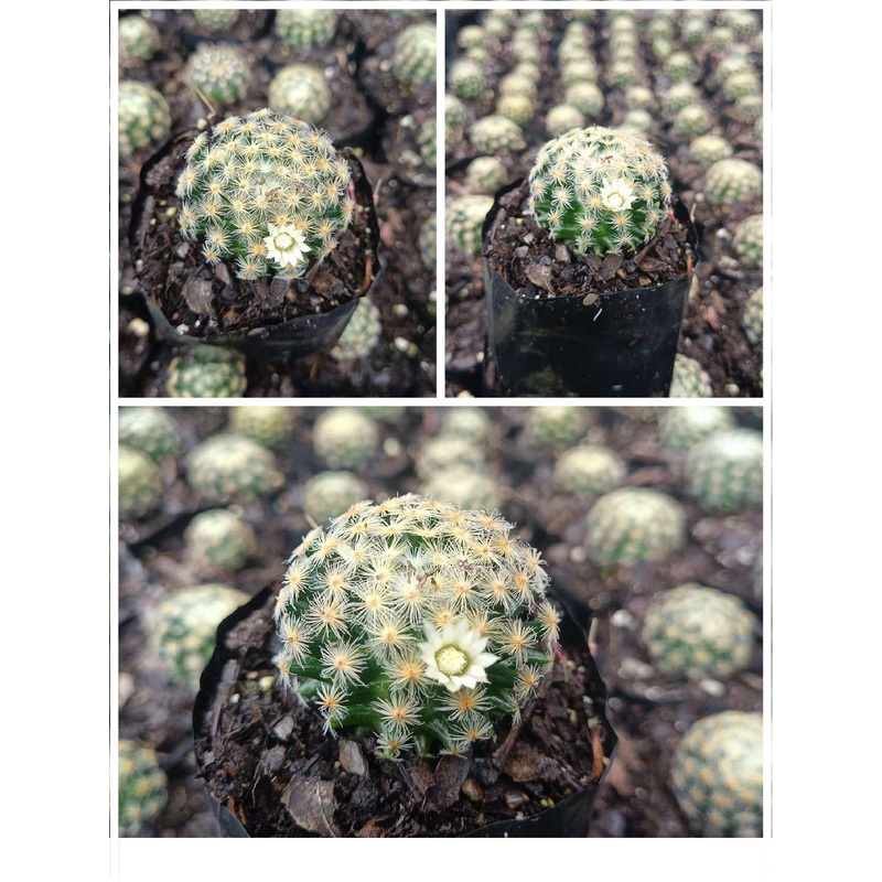 Cactus Mammillaria Roemeri