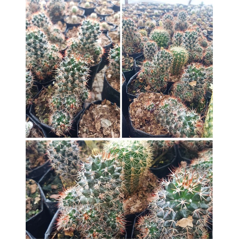 Cactus Mammillaria Voburnensis
