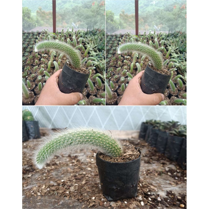Cactus Monkey’s Tail Cactus