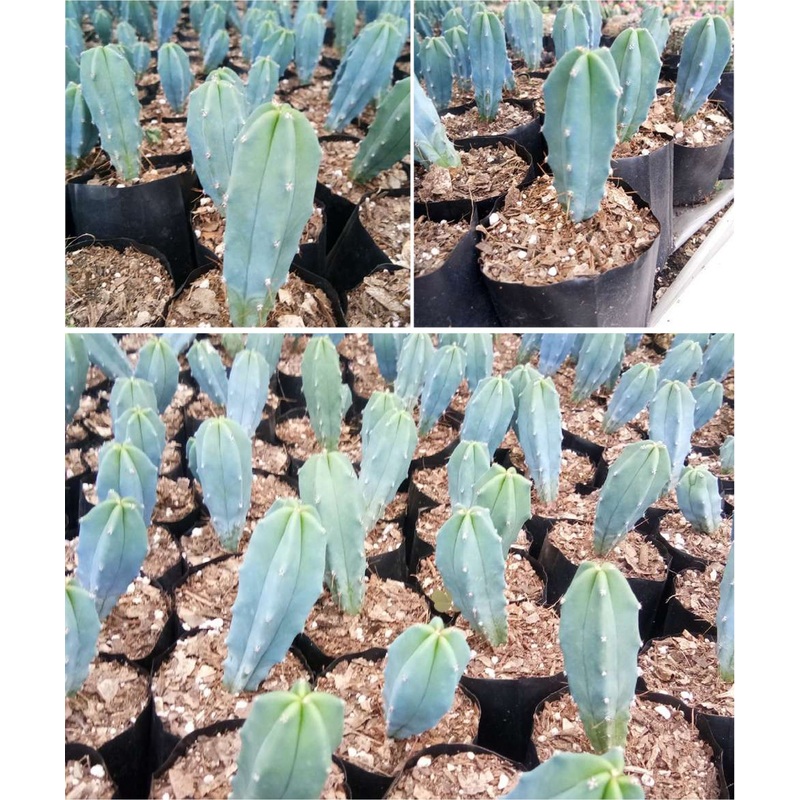 Cactus Myrtillocactus Geometrizans
(Blue Candle Cactus) ( Bare root )