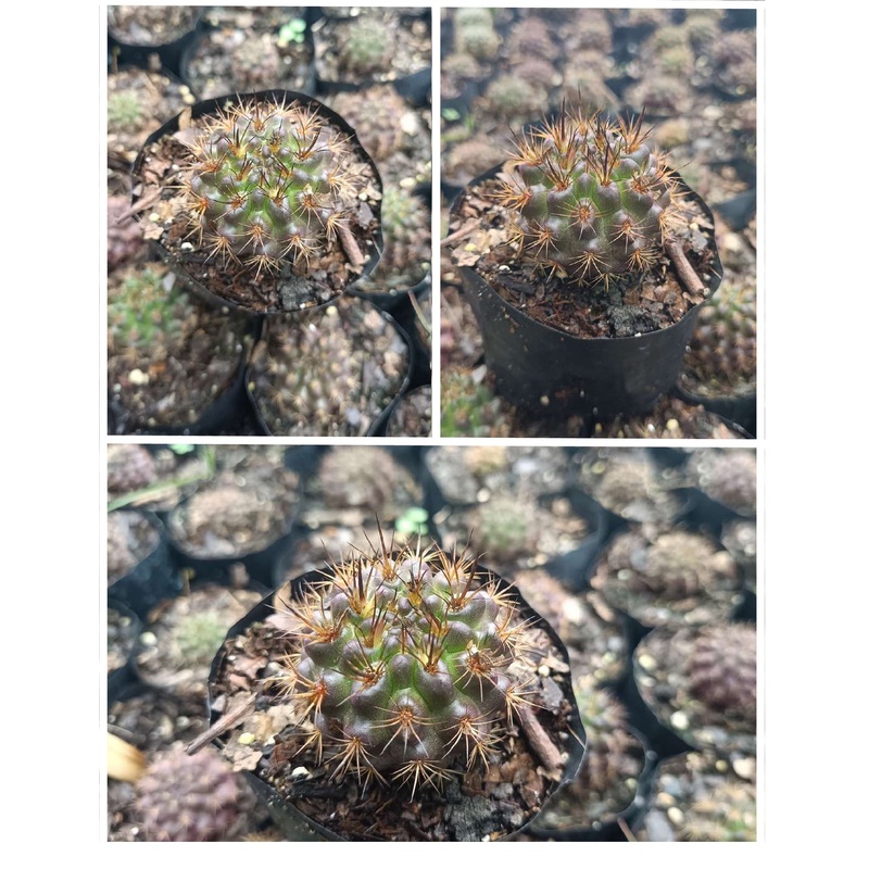 Cactus Neoporteria Eryosis