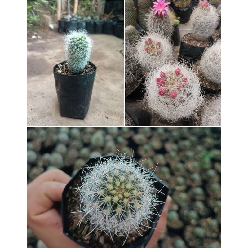 Cactus Neoporteria Senilis Cactus