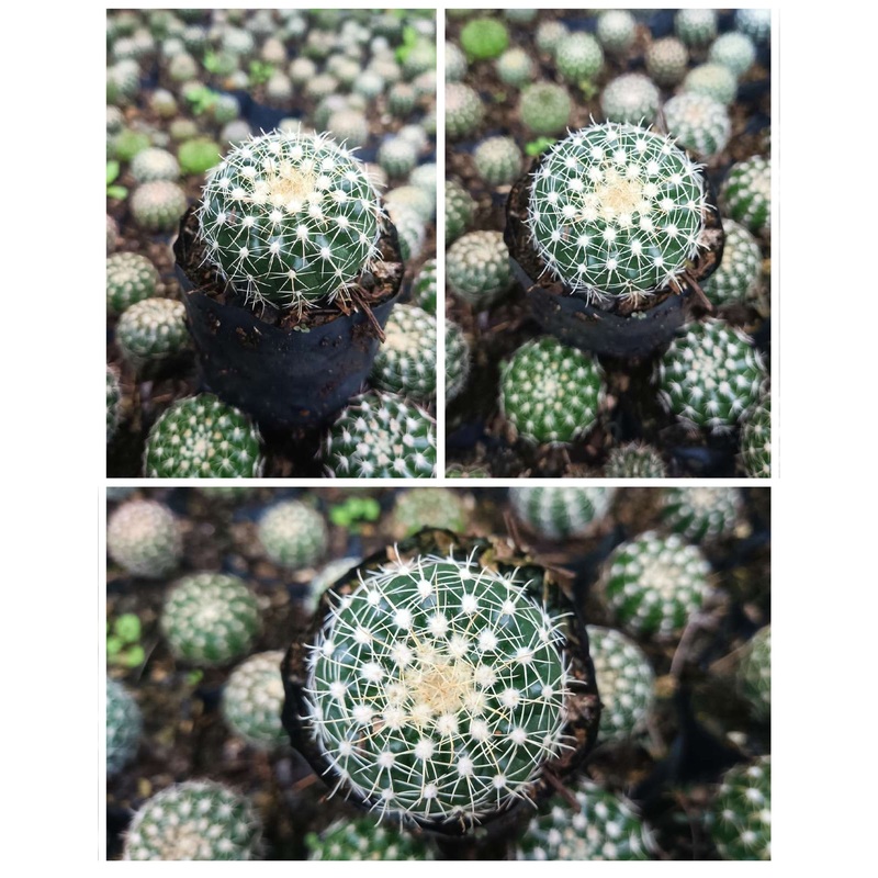 Cactus Noto Cactus Hybrid