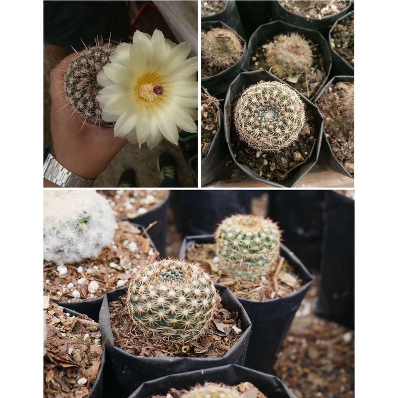 Cactus Noto Elegance