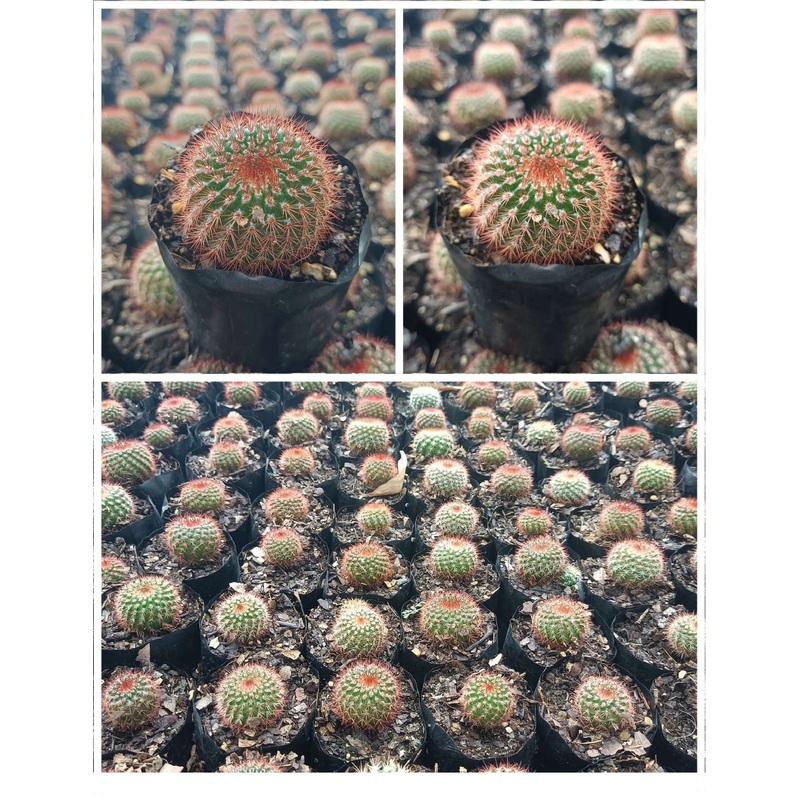Cactus Noto Rubra Cactus
