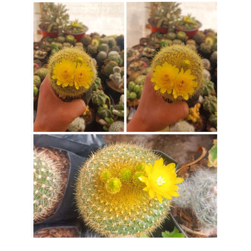 Cactus Notocactus Graessneri