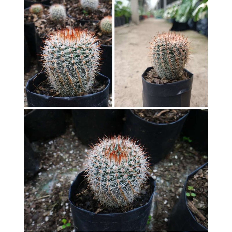 Cactus Notocactus Schlosseri
