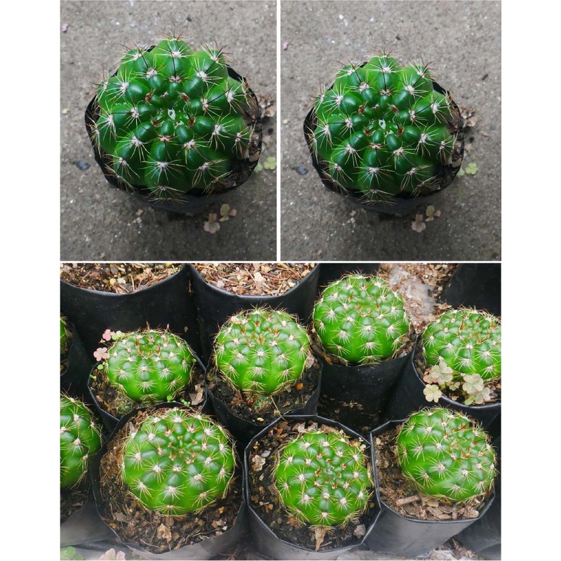 Cactus Notocactus Uebelmannianus
