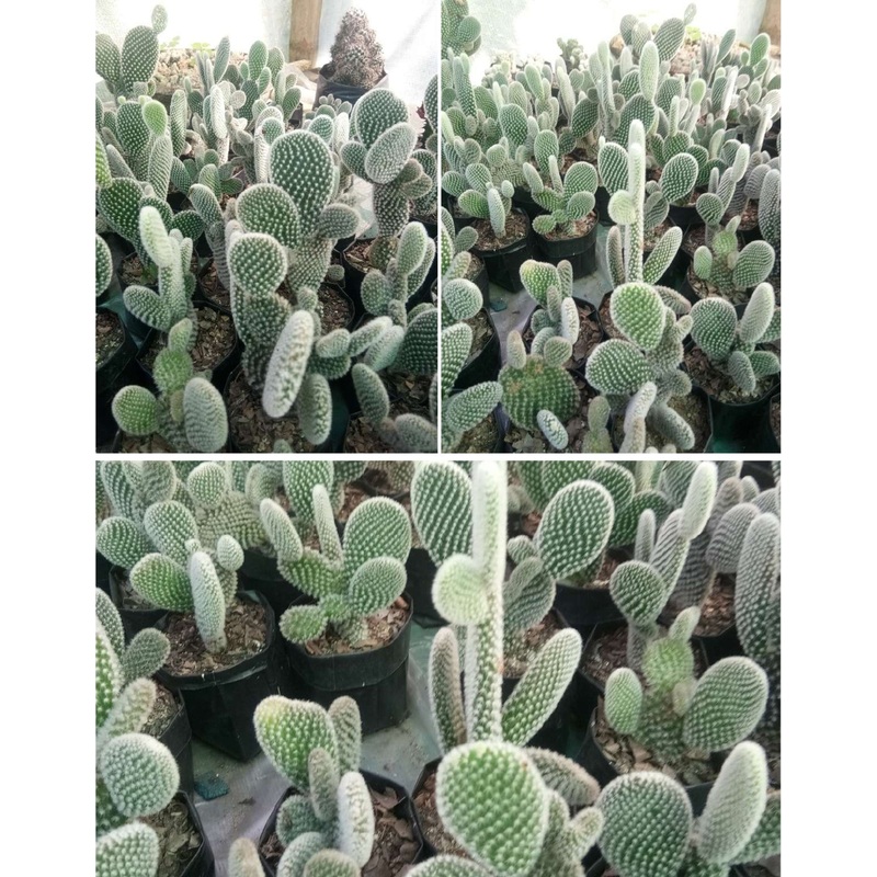 Cactus Opuntia Microdasys (Bunny Ear)