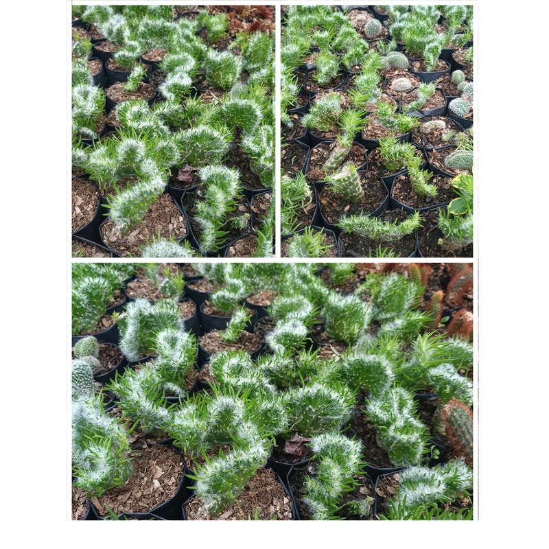 Cactus Opuntia Vestita Cristata