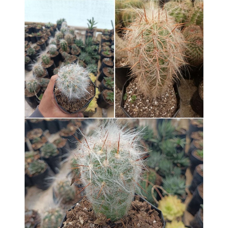 Cactus Oreocerus Cactus