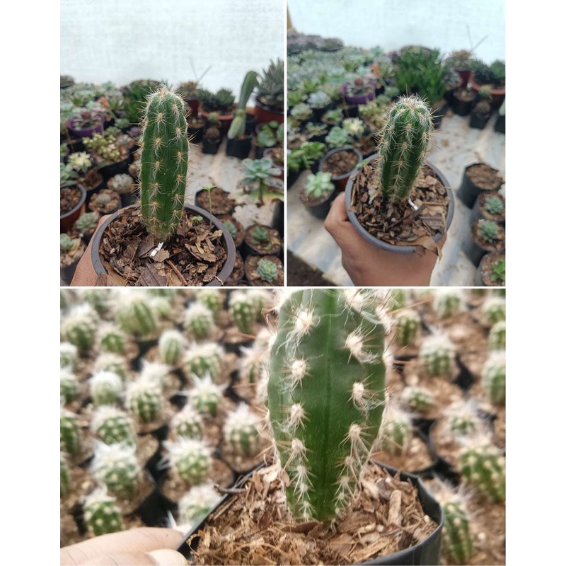 Cactus Oreocerus Red Spine