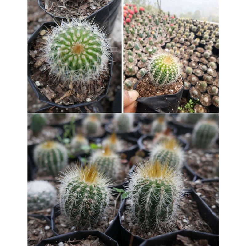 Cactus Parodia Leninghausii