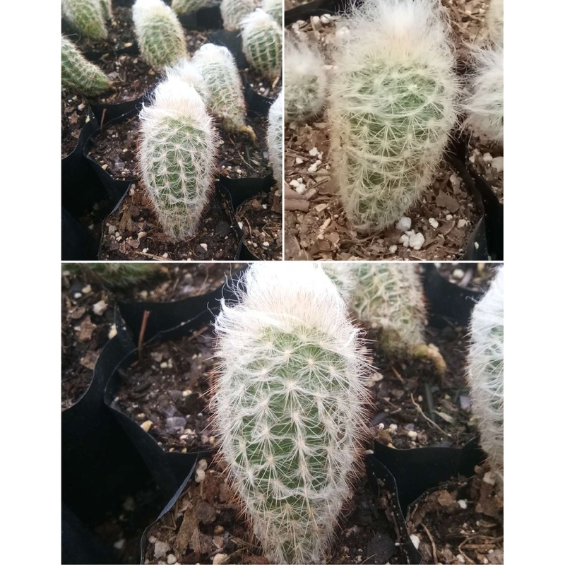 Cactus Peruvian Old Man