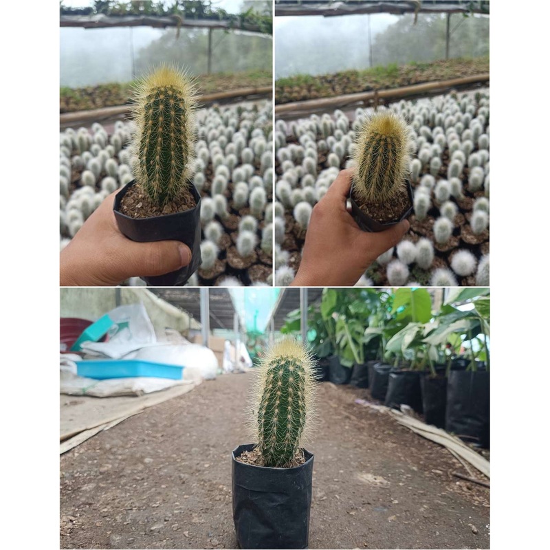 Cactus Pilosocereus Golden Tufted Cactus