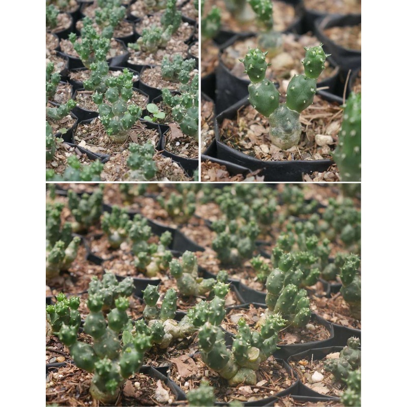 Cactus Puna