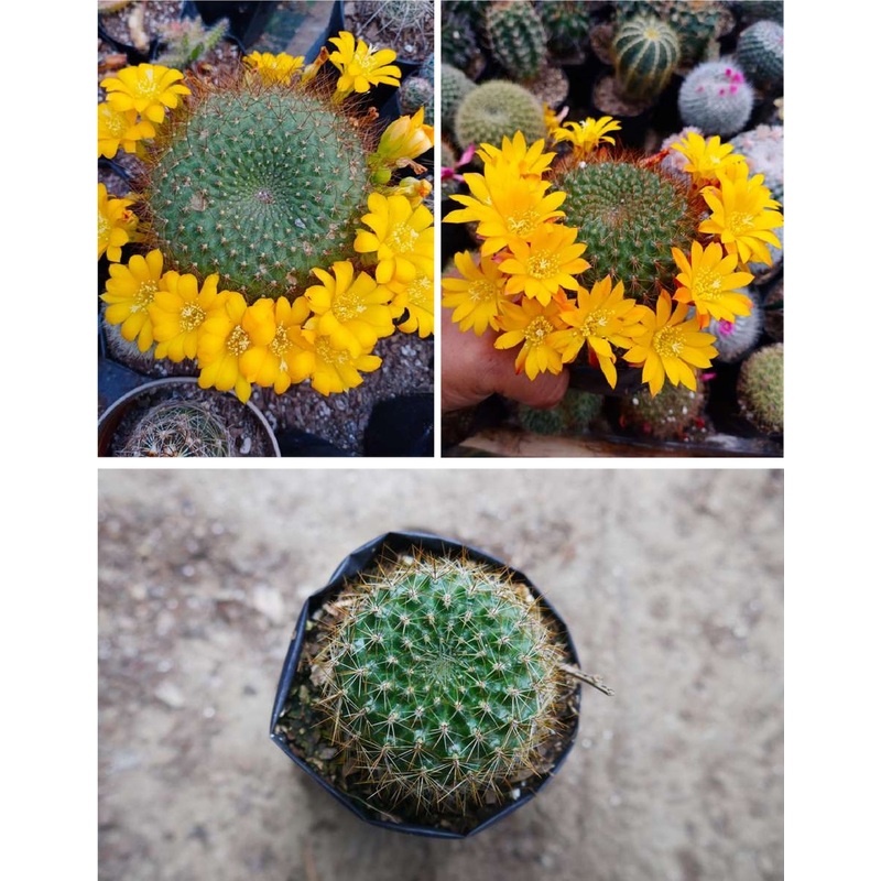 Cactus Rebutia