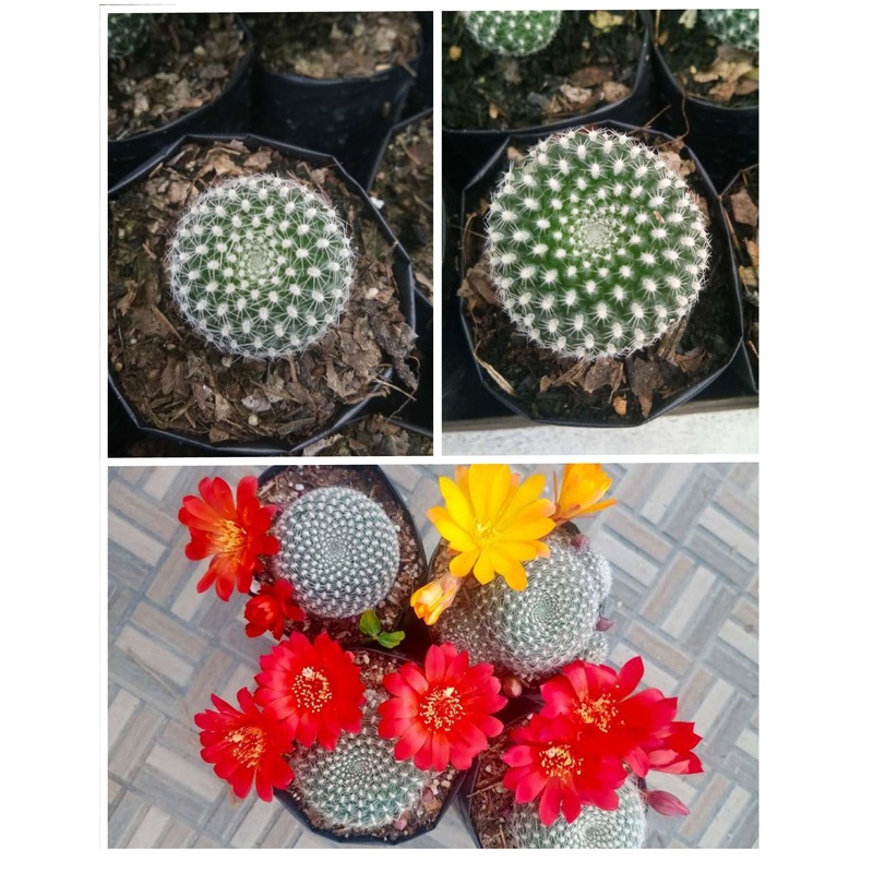 Cactus Rebutia Krainziana