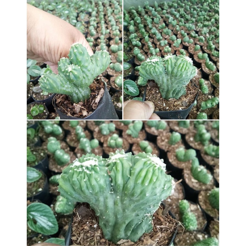 Cactus The Cereus Forbesii Monstrose ( Bare root )