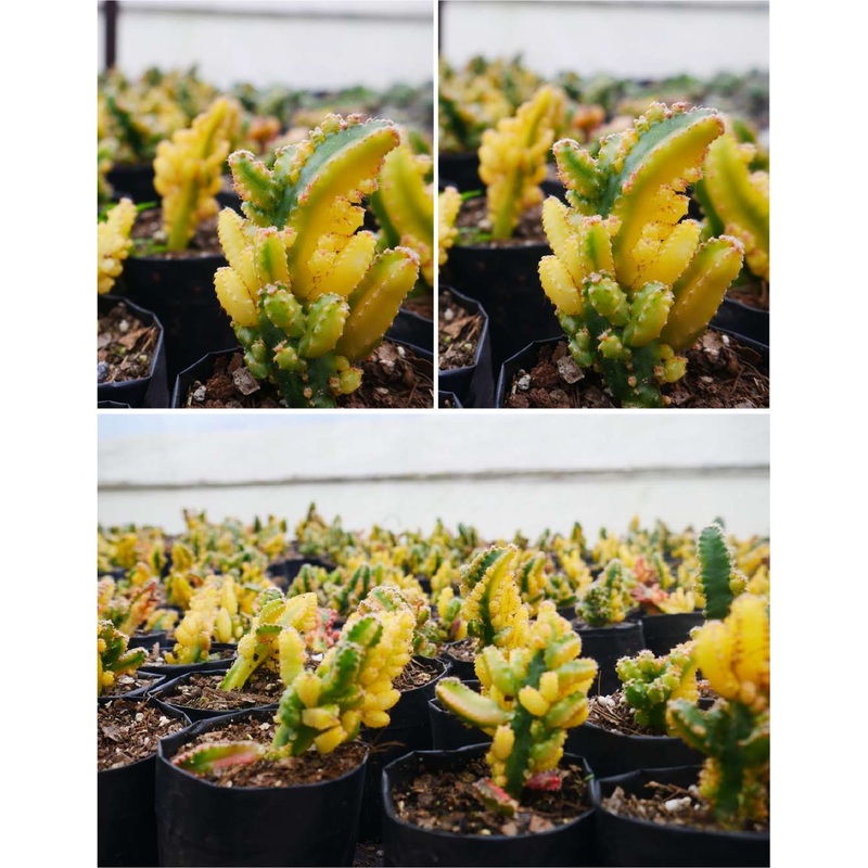 Cactus Variegated Fairy Castle