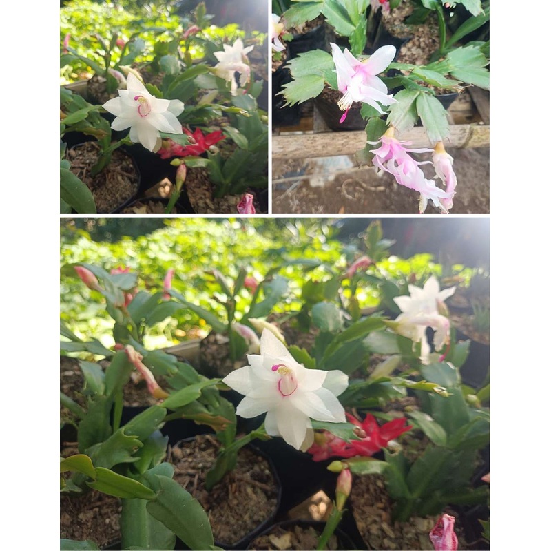 Cactus Zygo Christmas Cactus Pink