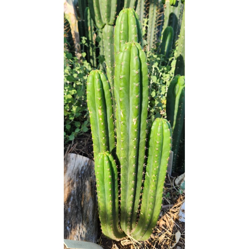 #EC101 EXACT Trichocereus Pachanoi Nahuel OP Chavin Cactus Cutting 8-10