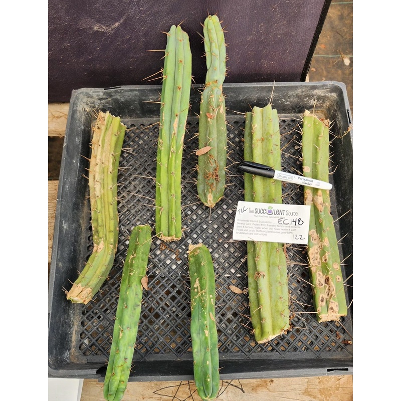 #EC148 EXACT Trichocereus Bridgesii Jiimz Cactus Cutting TLC Bargain Lot