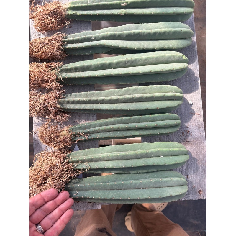 #EC237 EXACT Trichocereus Hybrid Dr. G Scop X FR991 Scop Cactus Seedling 8-10 approx
