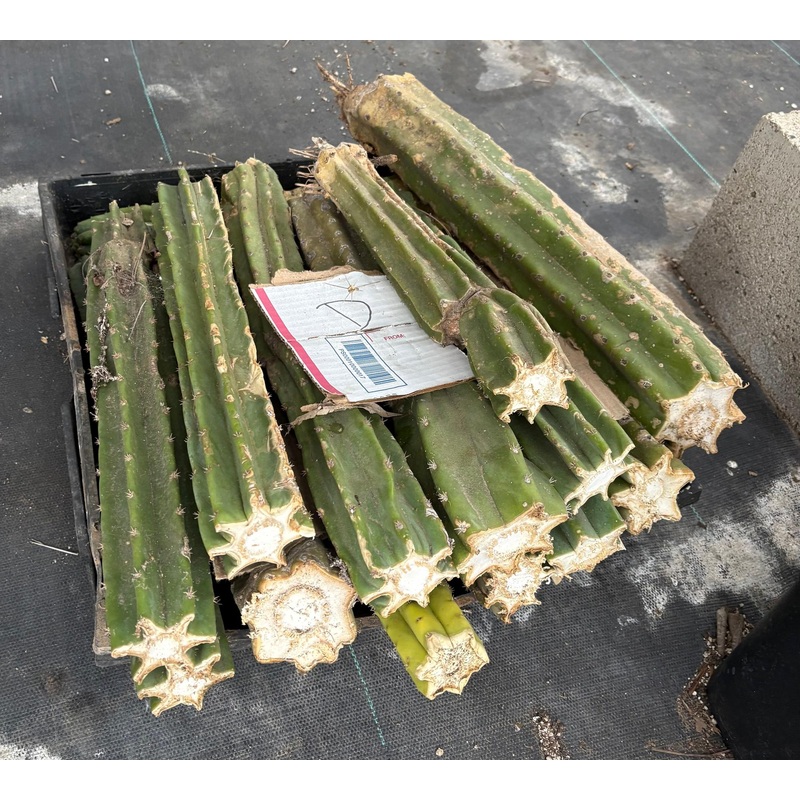 #EC258 EXACT Trichocereus Pachanoi PC TLC 21Lbs Cactus CUTTING LOT E