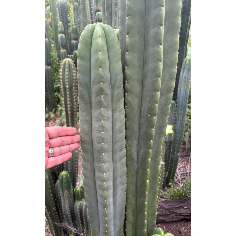 #EC312 EXACT Trichocereus Pachanoi X Peruvianus Launch Cactus Cutting 15